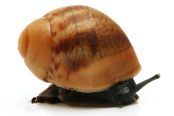 Archachatina marginata marginata Cameroon juvenil